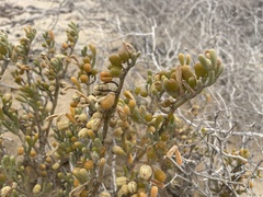 Tetraena fontanesii image