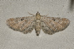 Eupithecia millefoliata