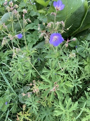 Geranium pratense