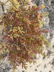 Salsola divaricata