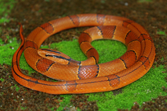 Oreocryptophis porphyraceus
