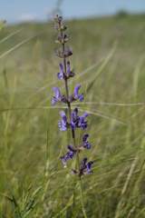 Salvia dumetorum