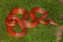 Oreocryptophis porphyraceus