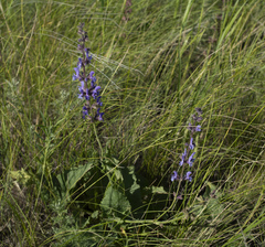 Salvia dumetorum