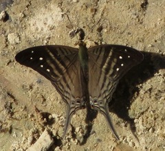 Marpesia egina