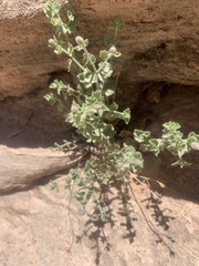 Perityle tenella