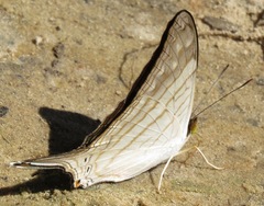 Marpesia egina