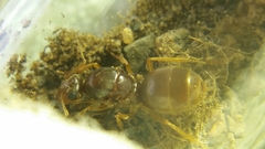 Myrmecocystus testaceus