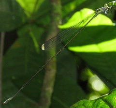 Mecistogaster linearis