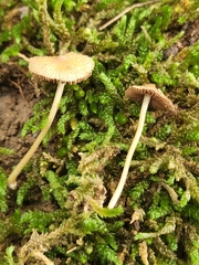 Inocybe radiata
