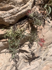Castilleja scabrida