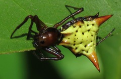 Micrathena flaveola