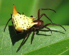 Micrathena flaveola