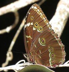 Morpho achilles