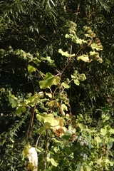 Arctium lappa