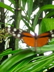 Heliconius hecale