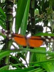 Heliconius hecale