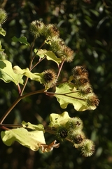 Arctium lappa