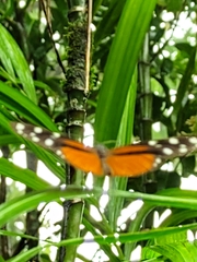Heliconius hecale