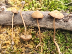Inocybe subfulva