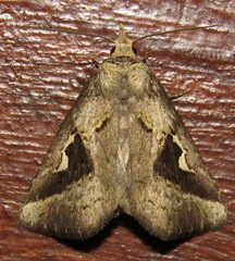 Phyllopalpia triangulum