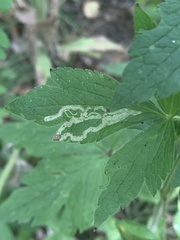 Phytomyza canadensis