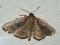Tethea consimilis