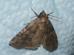 Tethea octogesima