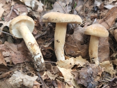 Lactarius fumosus