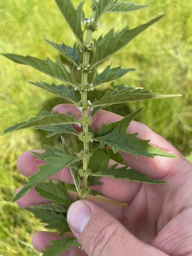 American water horehound (Lycopus americanus)