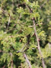 Mimosa malacophylla