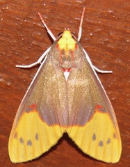 Evius aurococcinea