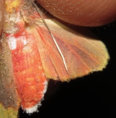 Evius aurococcinea