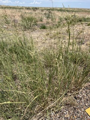 Panicum coloratum