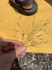 Panicum coloratum
