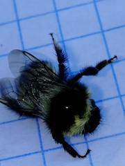 Bombus cullumanus