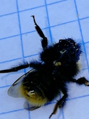 Bombus cullumanus