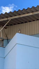 Athene cunicularia