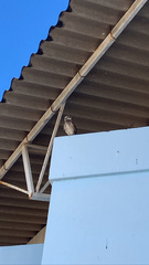 Athene cunicularia