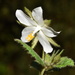Hibiscus fuscus - Photo (c) suncana, algunos derechos reservados (CC BY), subido por suncana