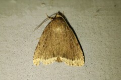 Amphipyra glabella