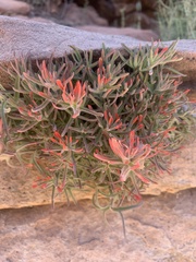 Castilleja scabrida