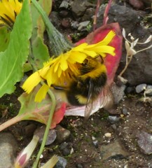 Bombus jonellus