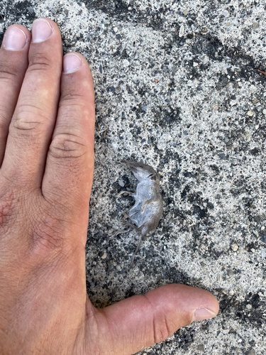 Greater White-toothed Shrew