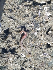Glyceridae