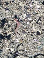 Glyceridae