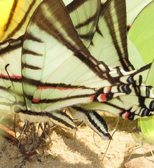 Neographium agesilaus