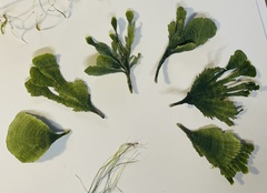 Udotea flabellum