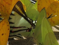 Neographium agesilaus