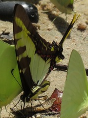 Neographium thyastes